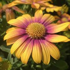 Image result for Osteospermum