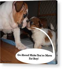 Check spelling or type a new query. English Bulldog And Shih Tzu Puppies Acrylic Print By Edmond Hogge