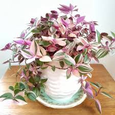 Image result for Tradescantia