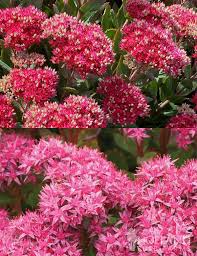 Image result for Sedum