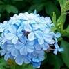 Conoscere tutti i nomi dei fiori da bulbo è indispensabile per poter scegliere quello adatto ad ogni giardino. 1