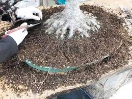 Choosing the best soil for your bonsai is important. Bonsai It S About The Soil An Informed Approach Bonsai Bark