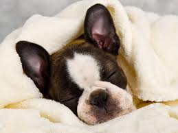 Enter your zip code & find info on low cost vet. 6d Anx8dlvh7 M