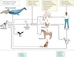 Zoonotic origin flu viruses that have not caused past human infection(s) but that may have the potential to cause human infections. Influenza Nature Reviews Disease Primers