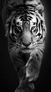 ** full hd , ultra 4k background wallpapers. Pin Oleh Kafilah Abdilillah Di Beautiful Birds And Animals Harimau Putih Binatang Cantik Binatang Buas