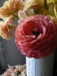 Place the bulbs in the soil with the tips sticking out, covering the rest of the bulb with soil and place the container in a warm, sunny spot. How To Grow Ranunculus Gardening Channel