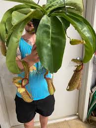 Image result for Tephrosia miranda