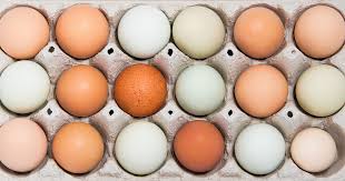 Egg Shell Colour Chart By Breed Of Hen The Poultry Pages