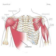 The human shoulder is made up of three bones: Muscle Diagram Shoulder Koibana Info Shoulder Muscle Anatomy Shoulder Muscles Shoulder Anatomy