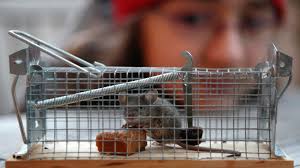 Eksperter forudser eksplosion i ”nuttet” skadedyr