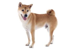When the child turns 16, he's given a formal name, carried out in a proper naming ceremony. 250 Shiba Inu Names The Ultimate List My Dog S Name