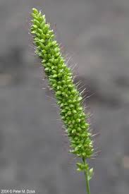 Image result for Setaria viridis