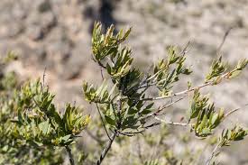 Image result for Santalaceae