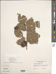 Image result for Allophylus ferrugineus