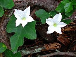 Image result for Coccinia sessilifolia