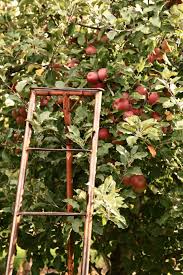The Apple Orchard Photography Print Large Wall Art Photo Canberra Australia Autumn Fall Apple Picking Farm Trees Kitchen Decor Art Apple Orchard Photography Apple Picking Farm Fall Apples