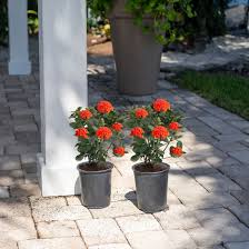 Image result for Ixora hartiana