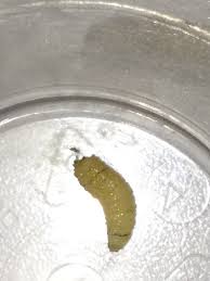 Dit l'asticot, tu ne peux pas me. Larve Blanche Dans Ma Cuisine