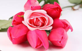 bafbouf fashion blog fashion beauty and accessories beautiful roses rose pink roses