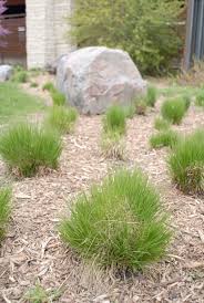 Image result for Sporobolus ioclados