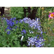 Image result for Tricalysia pallens