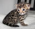 Lone Star Bengal Cat Texas Offering Bengal Cat Kitten ...