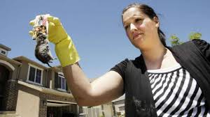 Voles infesting North Salt Lake neighborhood