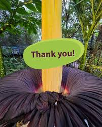 Image result for Rinorea brachypetala