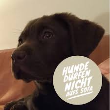 Deutsch ist ja wirklich nicht leicht. Mindestens 13 Grunde Warum Hunde Nicht Aufs Sofa Durfen Mydoggoeswuff