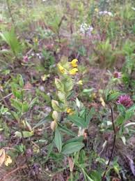 Image result for Rhinacanthus xerophilus