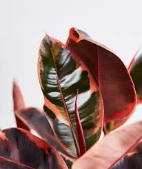 Learn how to care for your fiddle leaf fig, rubber tree and weeping fig with this easy to follow care guide! Ruby Rubber Tree Plant Care Guide Ansel Ivy