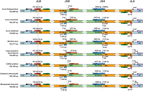 Image result for Belonophora coffeoides