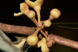 Image result for Myristicaceae