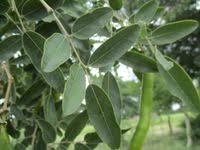 Image result for Bobgunnia madagascariensis