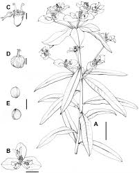 Image result for Euphorbia depauperata
