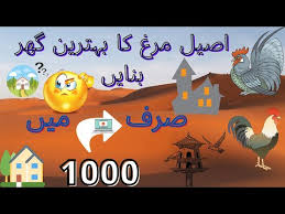 Pakistani aseels breed and birds, hafizabad. Download Aseel Murga House Aseel Murga Home Setup Aseel Murga Ka Khudda Aseel Murag Banni Ahmad Amjad Mughal In Mp4 And 3gp Codedwap