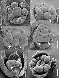 Image result for Limeum