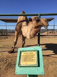 Saihati camel farm ligger i yuma. The Camel Farm Yuma Aktuelle 2021 Lohnt Es Sich Mit Fotos Tripadvisor