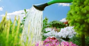 Decatur waterfront homes for sale. Tree Service In Decatur Ga Tree Removal And Trimming