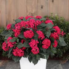 Image result for Pentarrhinum