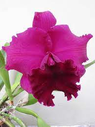 Rhyncattleanthe Guanmiau City Black Flower 1 Orchid Flower Cattleya Orchid Pink Orchids