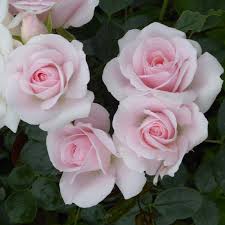 This was about 21% of all the recorded rosier's in the usa. Rosier Aspirin Rose Rosier Buisson Tres Remontant Et Resistant
