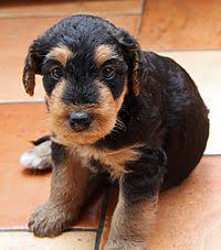 Don't miss what's happening in your neighborhood. Airedale Terrier Wikipedia