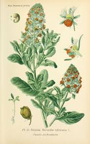 Sweet Mignonette Reseda Odorata Dessin De Fleur Plante Jardin Plante