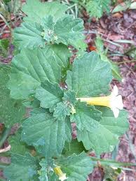 Image result for Pedalium