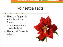 Ppt Poinsettia Production Powerpoint Presentation Free Download Id 623261