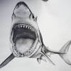 How to draw a great white shark. 1