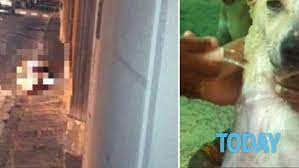 Aggredita dal cane mi difendo con cuscini. Palermo 50enne Fa Sesso Con Un Cane In Pieno Centro
