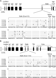 1,617,026 likes · 11,914 talking about this. Alternative Mrna Splicing Creates Transcripts Encoding Soluble Proteins From Most Lilr Genes Jones 2009 European Journal Of Immunology Wiley Online Library