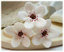 White Cherry Blossom White Cherry Blossom Cherry Blossom Wedding Flowers In Hair